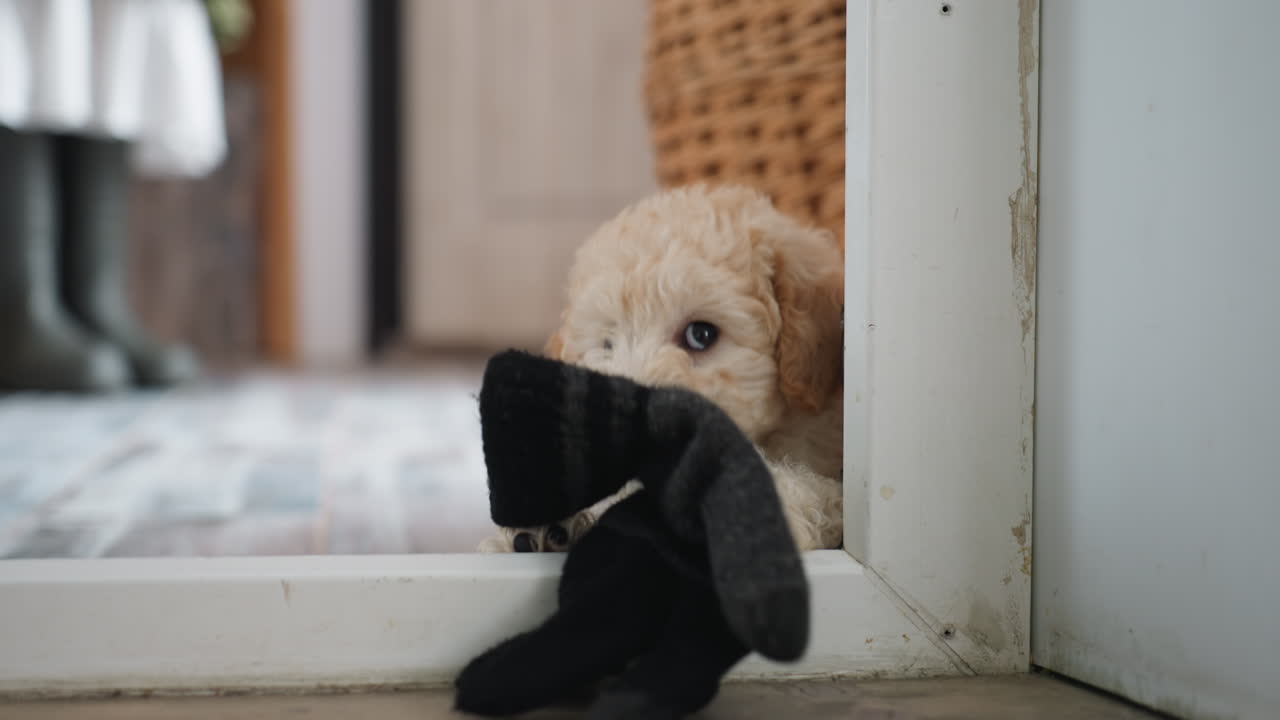 American Eskimo dog dragging thick hand glove inside doorway with playful pull using teeth while owner boots and wicker basket visible on rustic wooden floor under soft natural light