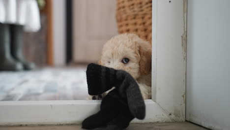 american eskimo dog dragging thick hand glove inside doorway with playful pull using teeth while owner boots and wicker basket visible on rustic wooden floor under soft natural light