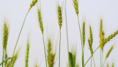 Wheatfield,-ears-of-wheat-swaying-from-the-gentle-wind