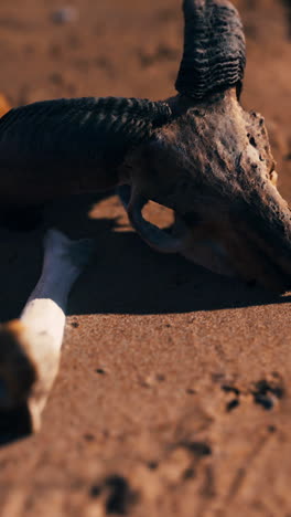 close up of a ram skull in the desert