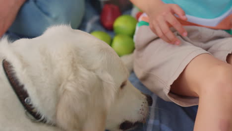 cute dog taking sandwich from unrecognizable human hands on picnic close up.