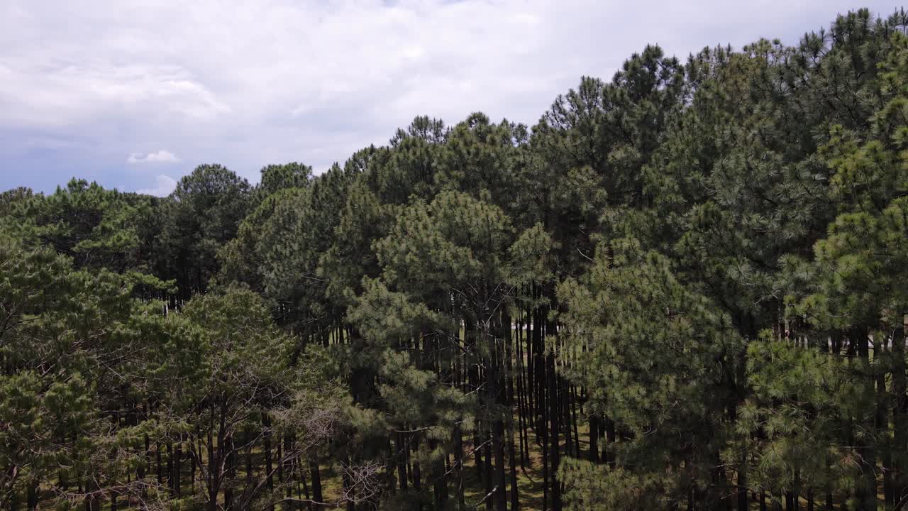 tiro inclinado hacia arriba sobre la exuberante vegetación verde del parque de pinos en la estación de investigación silvícola de bo kaeo en chiang mai, tailandia en un día nublado