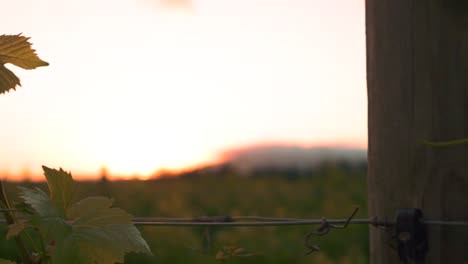 closeup slow right to left panning shot of a bunch of leaves on a vine in a vineyard during the sunset dusk hours in waipara, new zealand