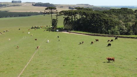 Rebaño-De-Ganado-Vacuno-En-El-Pasto,-Vista-Aérea