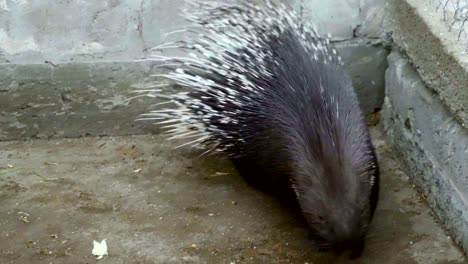 two porcupine in a cage