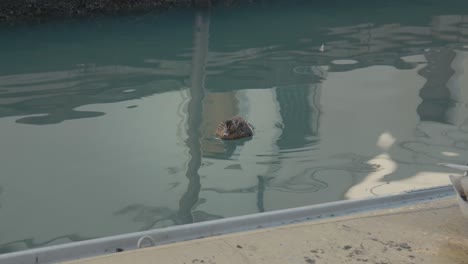 solitary wild duck drifts on venice canal