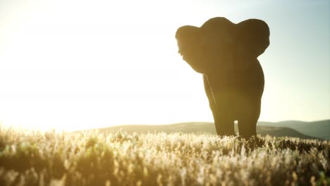 old-african-elephant-walking-in-savannah-against-sunset