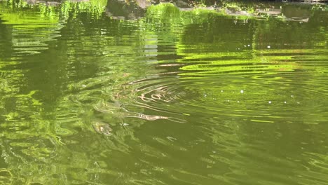 cormorant in the lake dives into the lake