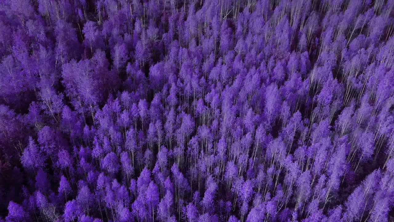 Droneopptak av tett vinterskog med snødekte trær og lange skygger, sett ovenfra i Uralfjellene, Sverdlovsk oblast, Russland