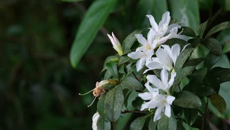 A-closer-capture-of-these-lovely-white-flowers-of-a-tree-in-the-forest,-Thailand