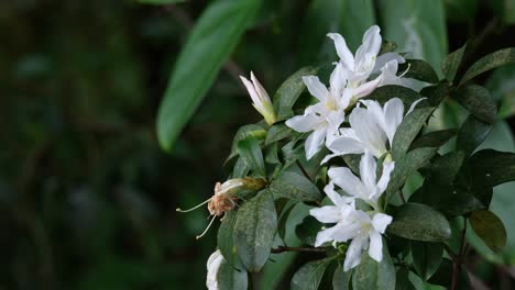 una captura más cercana de estas hermosas flores blancas de un árbol en el bosque, tailandia