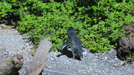 Small-Blue-Penguin-Climbs-Over-Small-Log