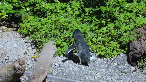 pequeño pingüino azul sube sobre un pequeño tronco