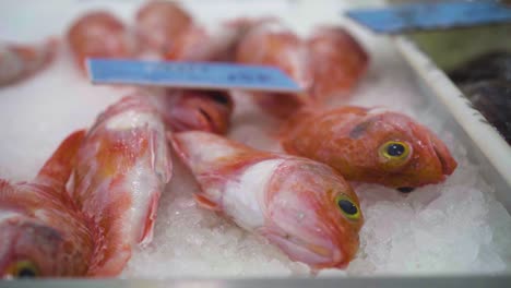 Peces-Rojos-En-Hielo---Bandeja-De-Mercado-De-Pescado-De-Tiro-En-Movimiento-De-Primer-Plano-En-Cámara-Lenta