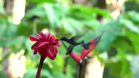 Many-cute-white-necked-Jacobin-colibri-birds-feeding-on-flowers-of-Etlingera-elatior-while-flying