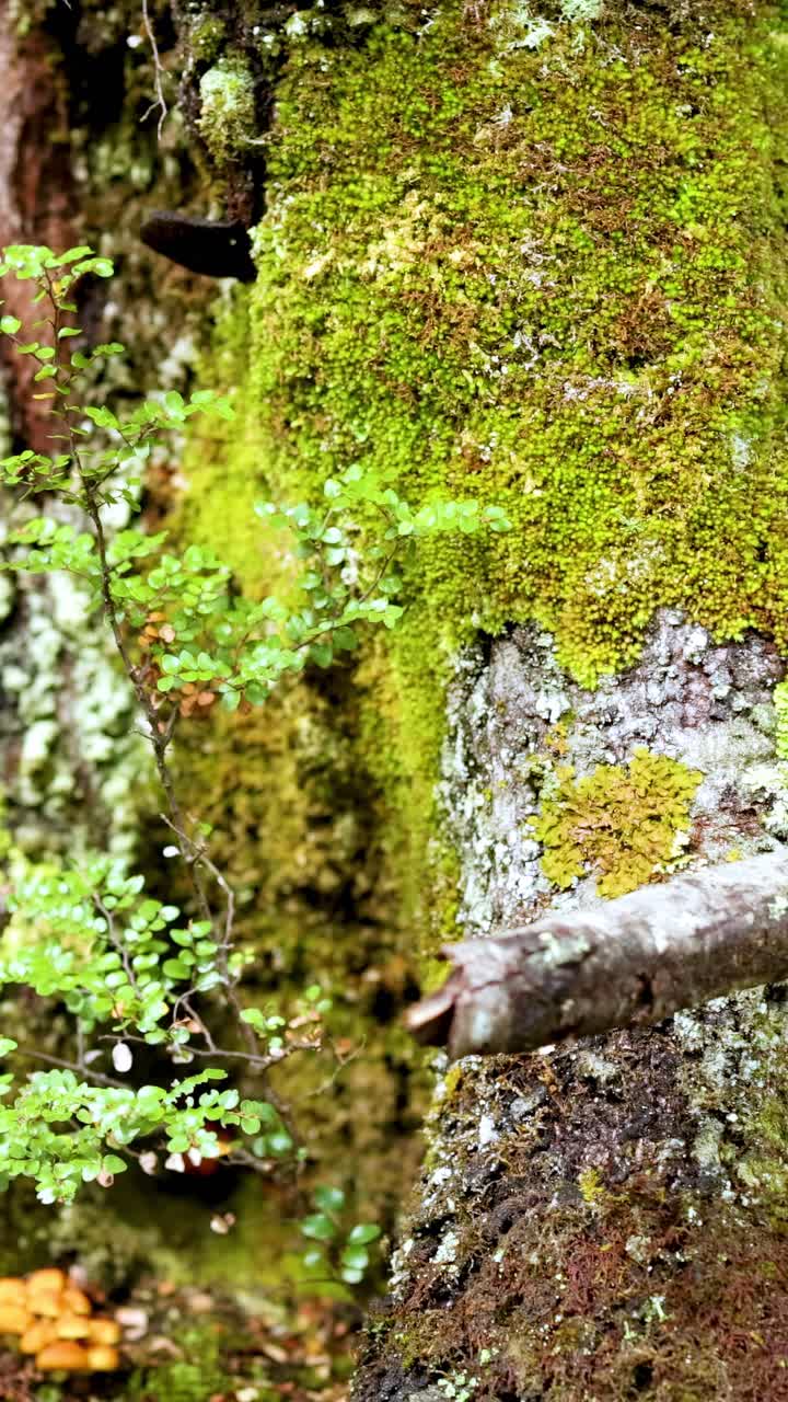 Muschio e lichene sul tronco di un albero della foresta