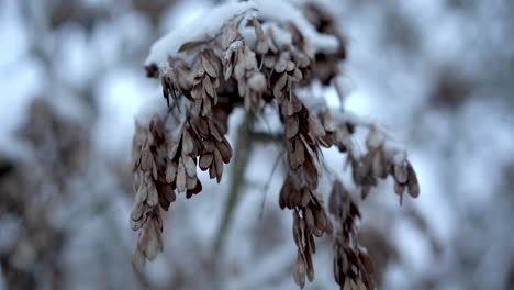 a shivering brown snowy leaves on a tip of the tree branch