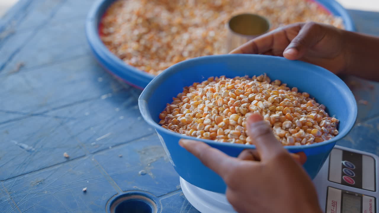 Hands weighing corn in blue bowl on digital scale, closeup of person hands holding bowl, measuring portion for meal or sale, focused motion, tactile checking, kitchen countertop setting, natural light