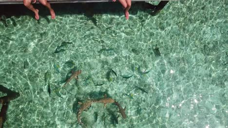 Aerial,-top-down,-drone-shot,-of-small-sharks-and-other-fish,-in-shallow-water,-at-a-bungalow,-sunny-day,-in-the-Conrad-Rangali-islands,-in-Maldives