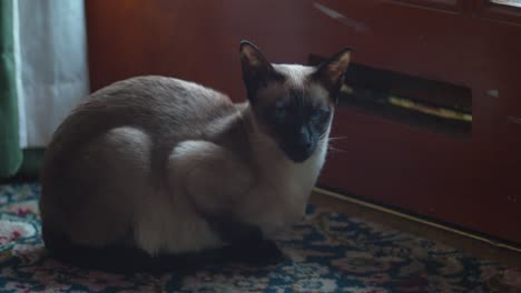 close-up-of-brown-point-Siamese-kitten-sitting-beside-front-door