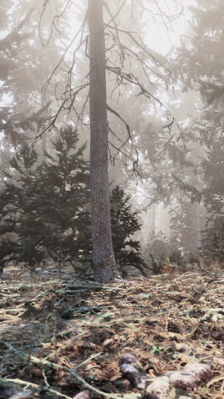 안개 숲을 가로질러 빛나는 태양