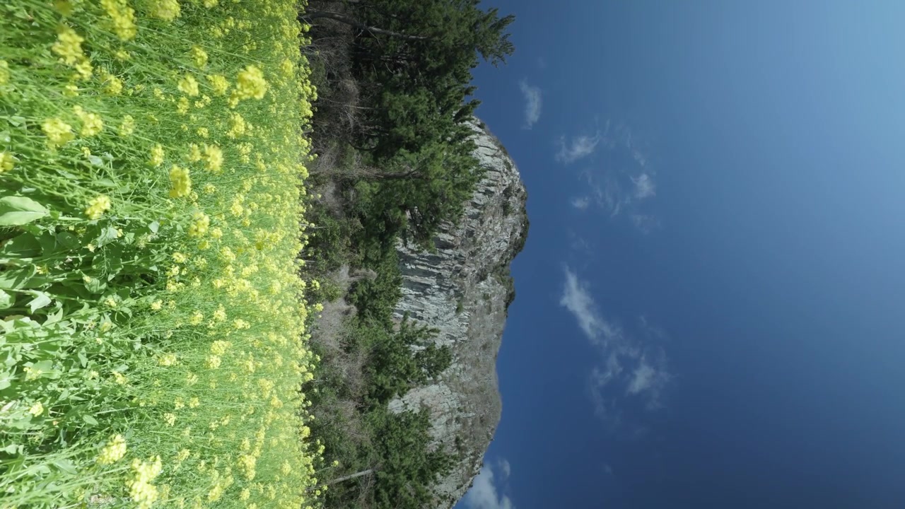 Vista verticale del Monte Sanbangsan sopra i campi gialli di colza a Seogwipo, sull'isola di Jeju, in Corea del Sud. Ripresa statica