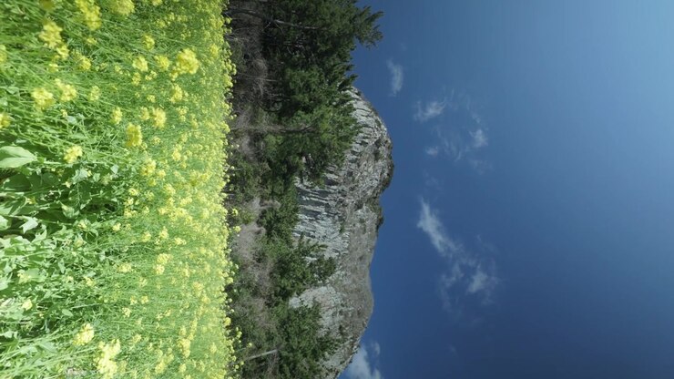 Vista verticale del Monte Sanbangsan sopra i campi gialli di colza a Seogwipo, sull'isola di Jeju, in Corea del Sud. Ripresa statica
