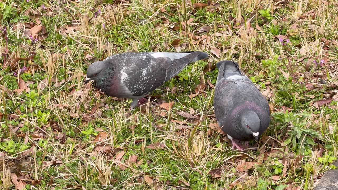 Due piccioni camminano attraverso erba secca e foglie mentre cercano cibo in un parco urbano giapponese