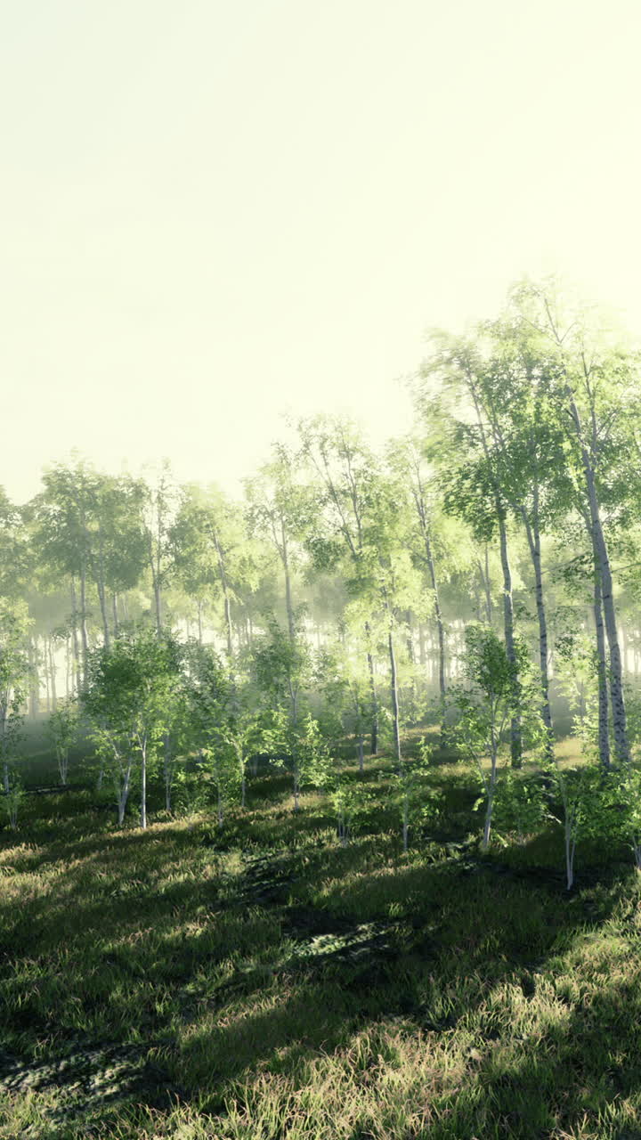 빛 이 비치는 버드 숲