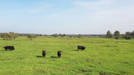 A-herd-of-wild-bison-strolling-through-meadows-adjacent-to-a-riverside,-surrounded-by-trees-and-clouds