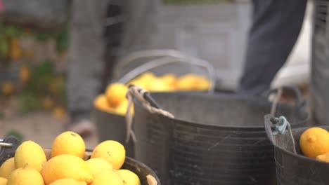 Picking-lemons-from-citrus-trees-and-farm-workers-throwing-them-from-carry-cot-into-boxes,-selecting-the-best-ones-by-hands