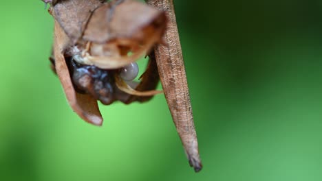 insecto de palo espinoso gigante, extatosoma tiaratum, parte trasera de un individuo que contrae algunos huevos para salir, fondo de boquilla verde suave