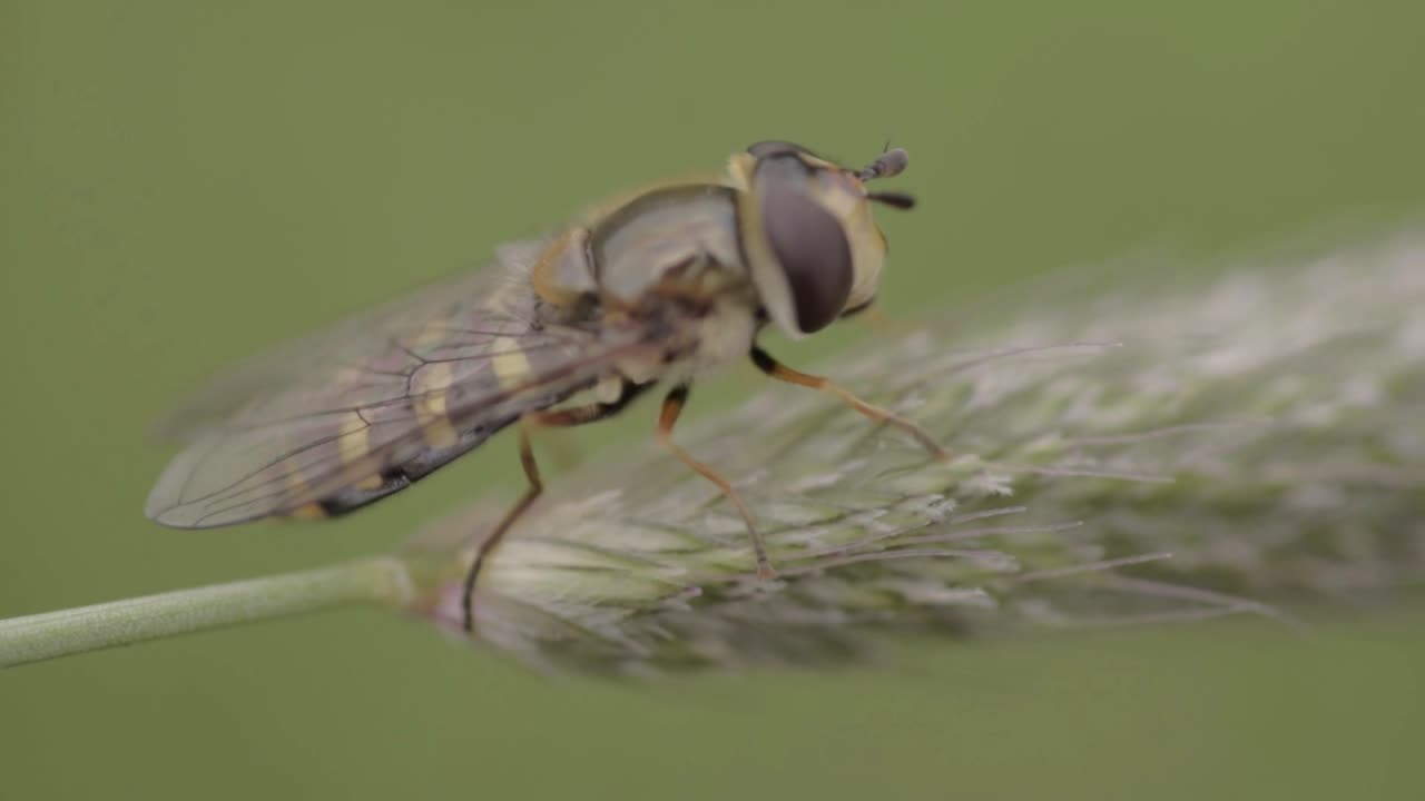 tábano sobre hierba macro