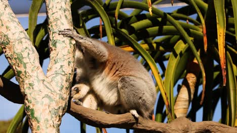 lemur climbing a tree branch in melbourne zoo