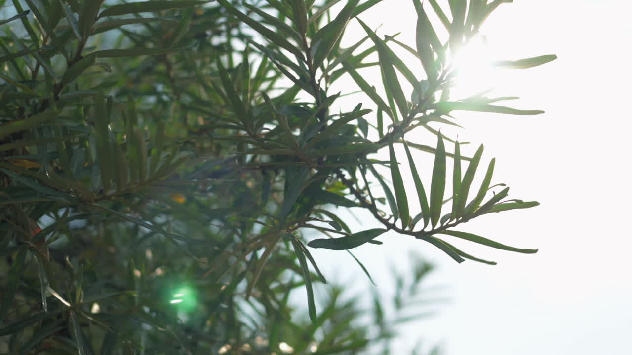 Sea Buckthorn Foliage in Sunlight