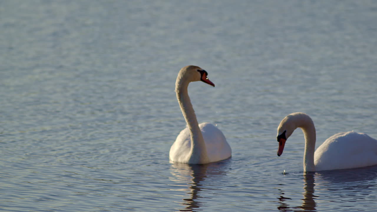 Super slow motion cinematic shot of water flying off swans