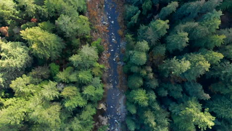 Vista-De-Arriba-Hacia-Abajo-De-Los-Bosques-Con-Una-Inclinación-Hacia-Una-Montaña-A-Través-De-Un-Destello-De-Lente