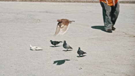 a pigeon flies away in slow motion and a man passing by in the background