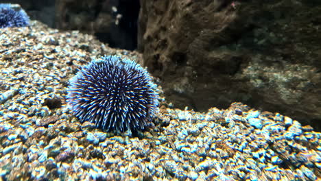 spiny sea urchin resting peacefully on the rocky ocean floor in a marine habitat