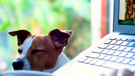 Entspannter-Jack-Russell-Schläft-Mit-Erhobenem-Kopf-Neben-Dem-Besitzer-Ein,-Der-Am-Laptop-Arbeitet