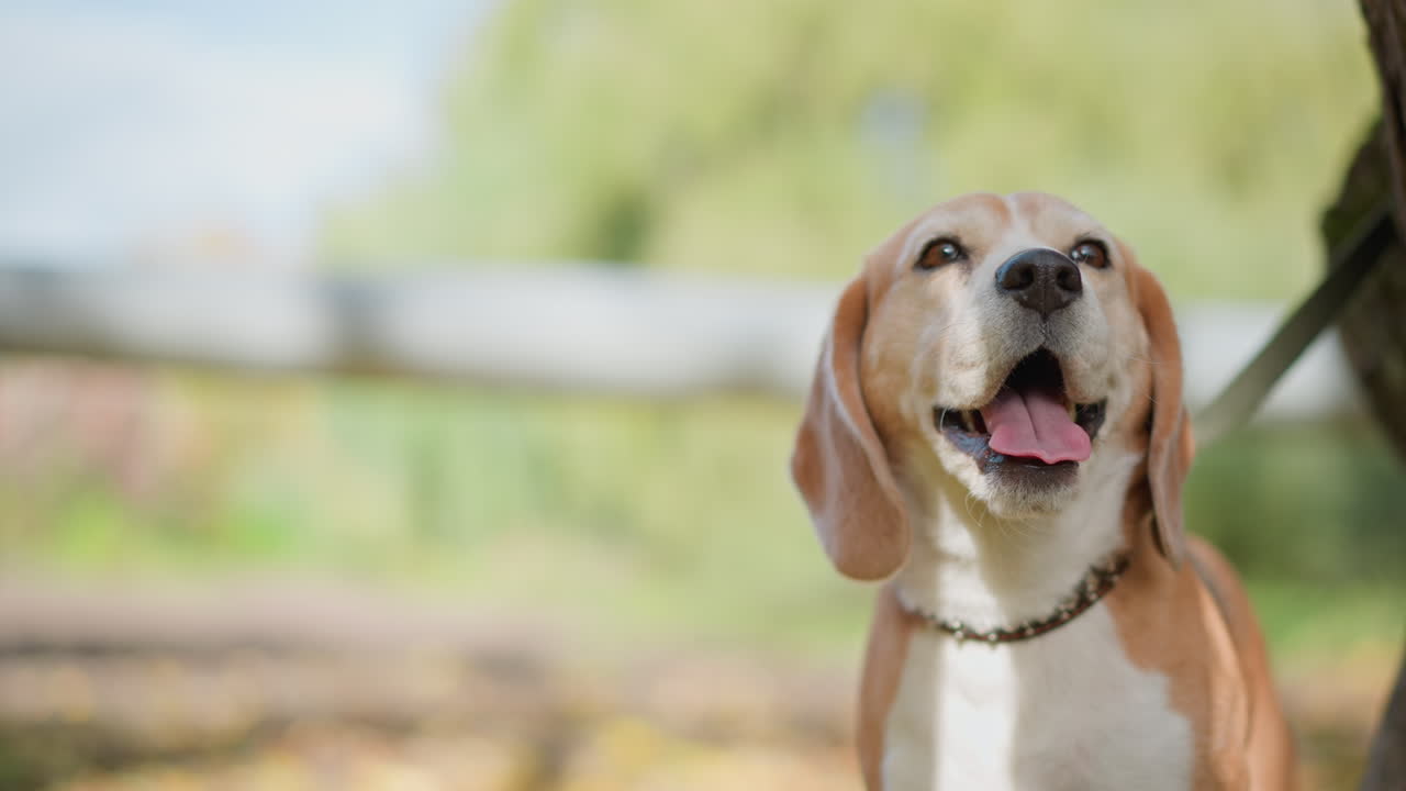 beagle dog stands alert with open mouth and expressive eyes, appearing to interact with someone off screen in sunlit outdoor setting, backed by soft greenery and tree shadows