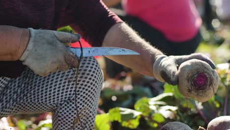 harvesting beets holding organic food