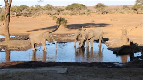 una manada de elefantes salvajes africanos bebiendo agua de un pozo en botswana