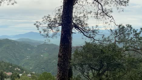 large tree with mountainous background of landscape in kasauli, india