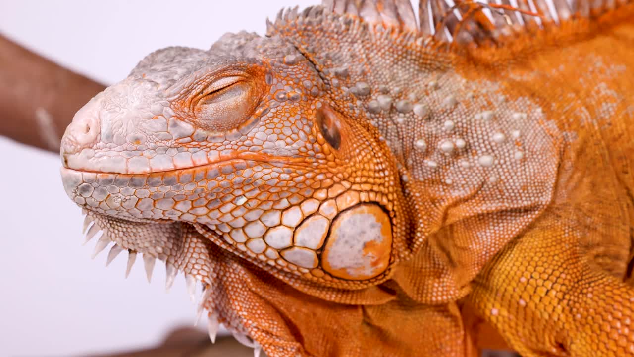 Primer plano de una iguana de color naranja brillante a la que acarician suavemente en una rama