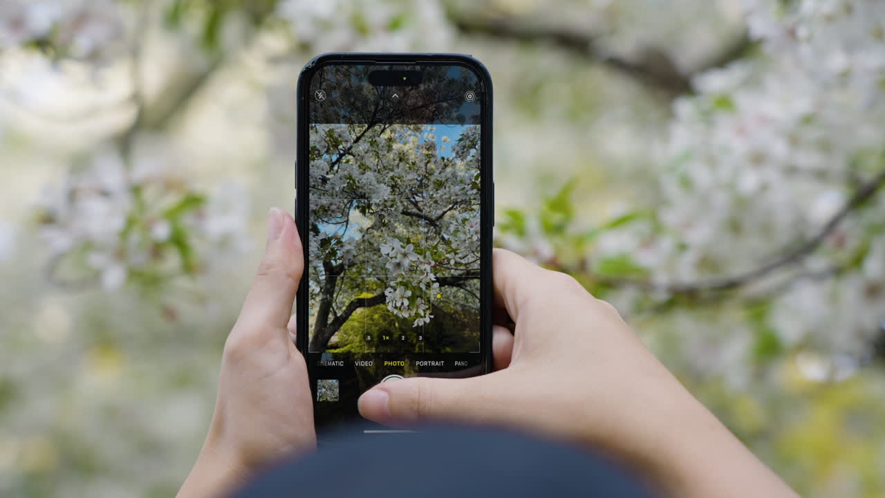 Slow motion close-up shot of a tourist taking a photo of the cherry blossoms