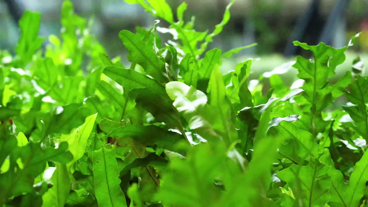 바람에 부드럽게 흔들리는 활기찬 잎