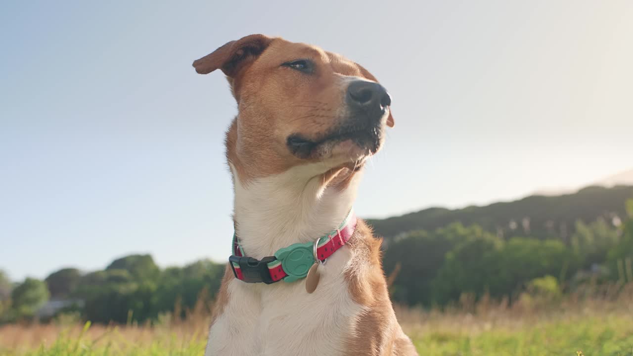 perro contento sentado en el prado disfrutando del sol