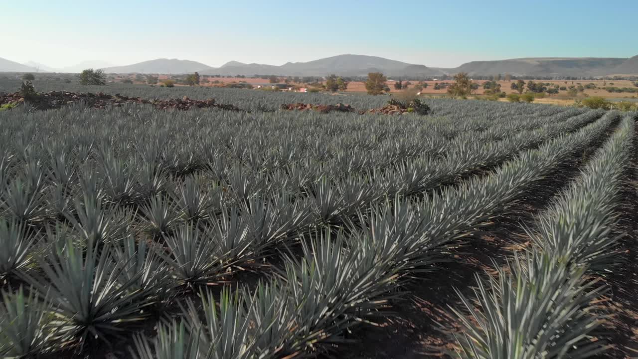 DRONE SHOT OF LATERAL AGAVE FIELDS IN TEQUILA JALISCO WITH A HIGH WAY