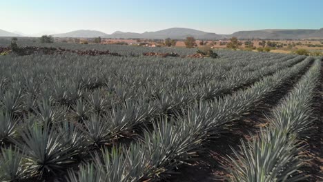 drone shot of lateral agave fields in tequila jalisco with a high way